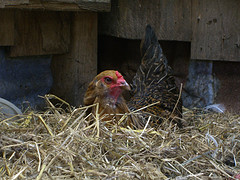 Winterizing Your Chicken Coop