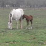 Elody, a 1 day old foal