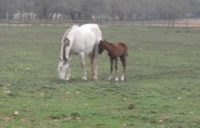 Elody, a 1 day old foal
