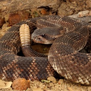 Rattlesnake