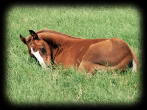 Keeping Your Horse Cool In the Summer. Colt in grass.