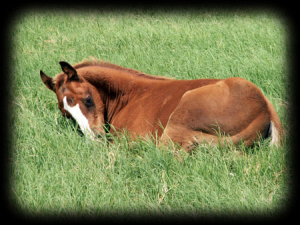 Colt in grass.