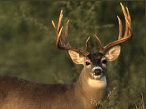 Importance of Feeding Deer Supplements