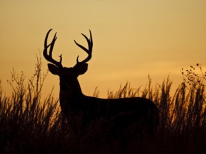 antlermax deer 20