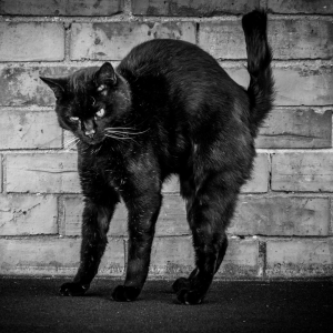 halloween pet photo of black cat