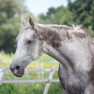 Senior Horse