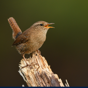 titmouse bird

