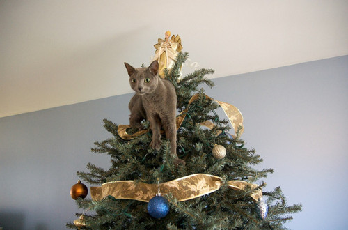 Christmas trees sales bad for cats