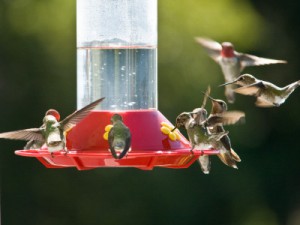 hummingbirds