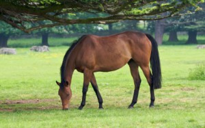 Is Your Horse Getting Enough Vitamin E? Horse grazing.