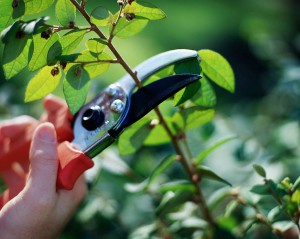 fall pruning