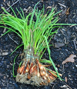 gardening-onion