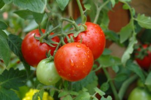 Growing tomatoes