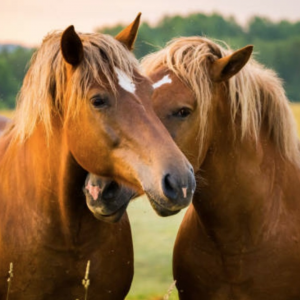 Laminitis and Colic