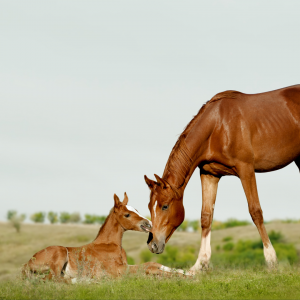 Lactating mare and foal.