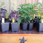 vegetable & herb plants