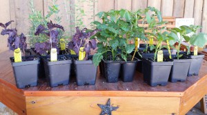 vegetable & herb plants