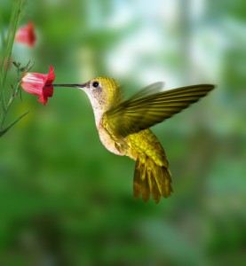 Feeding Summer Birds 