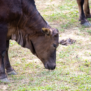 Getting the Most Benefit from Your Spring Forage