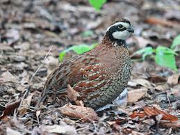 quail