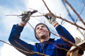 pruning