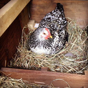 Hen on Nesting Box