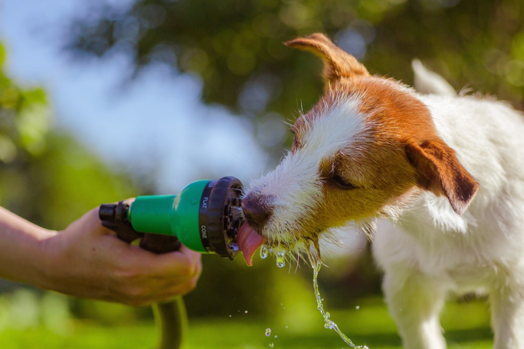 Outdoor Activities With Your Dog