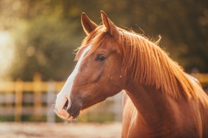 Feeding Brood Mares