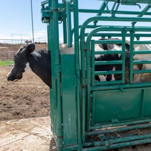 Cattle in Livestock Squeeze Chutes