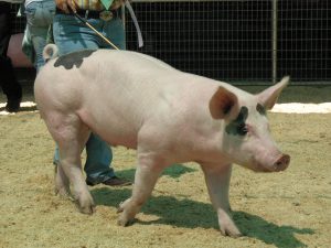 show pig