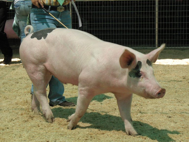 Show Pig Tips Lochte Feed & General Store