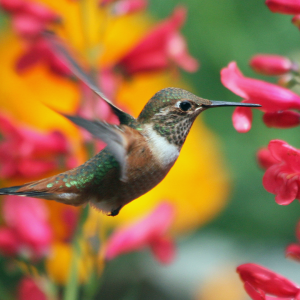 Hummingbirds near flowers
