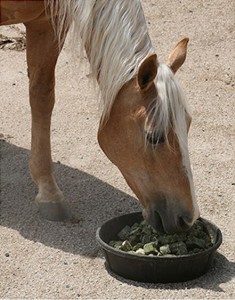 It's Spring - Ready Set Ride - Preparing your Horse for Spring