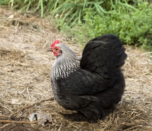 Pekin Cochin Bantam Hen - organic poultry - free range chicken egg layer