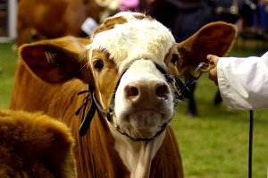 Brown Cow