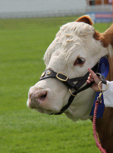 Hill Country Youth Commercial Heifer Show and Sale