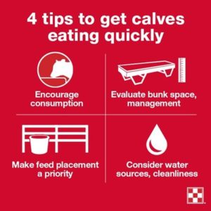Tips to get your weaning calves eating quickly