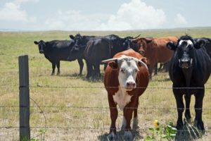 Hot Weather Alert: Help Your Cattle Beat the Heat
