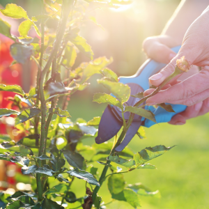 February Garden Tips: it's time to prune as pictured here.