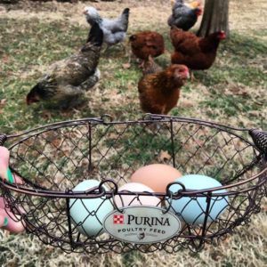 Collecting Chicken Eggs