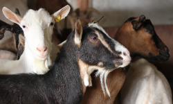 Livestock Feed at Lochte Feed