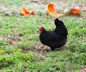 chicken in foreground with pumpkins in the background