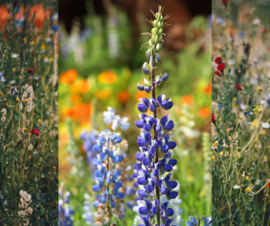 photo of blue bonnet for November Gardening Tips