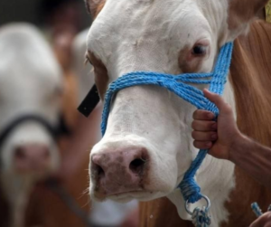 Breeding Show Cattle for Traits and Balance