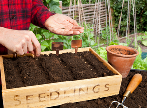 Man planting seeds in gardening box.