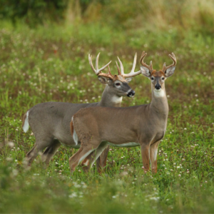 2022 – 2023 Texas Hunting Season Dates
