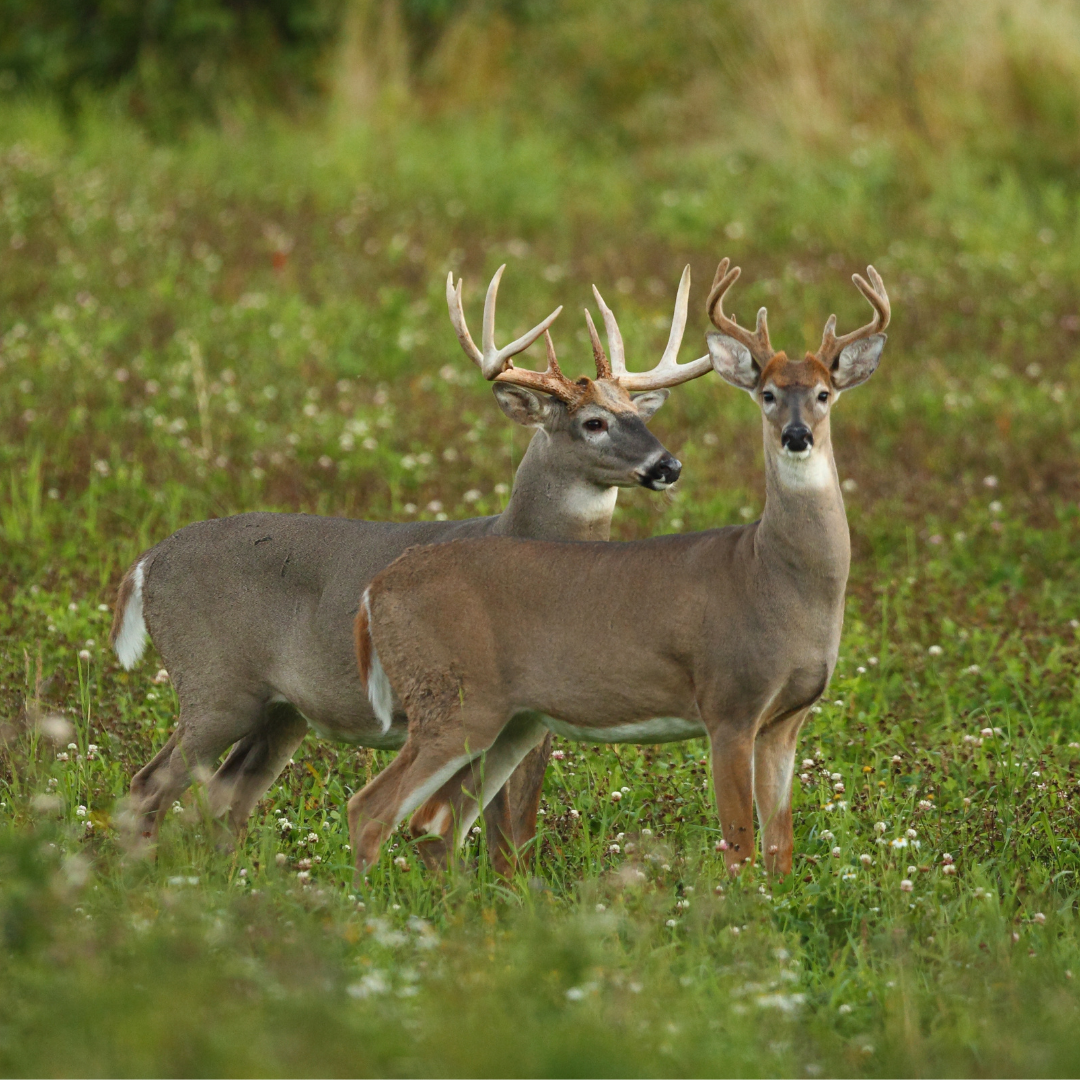 2022 2023 Texas Hunting Season Dates Lochte Feed & General Store