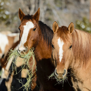 Seasonal Diet Changes for Horses: pictured are two horses eating hay