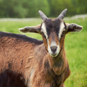 4 Tips for Managing and Feeding Goats in the Fall