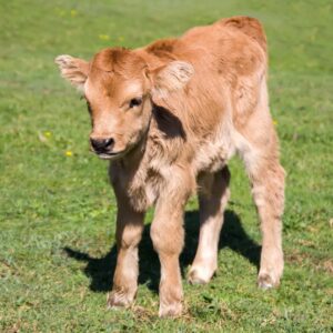 12 Calving Season Essentials